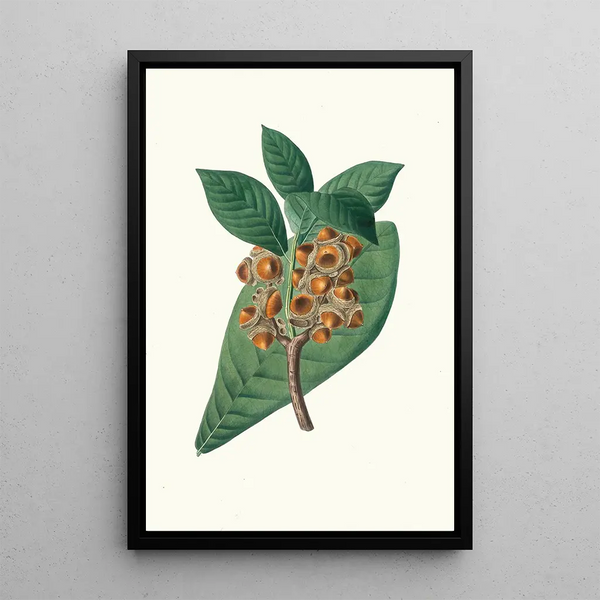Reproduktion av målningen av Quercus grandifolia magnoliaträd med stora blad - Aylmer Bourke Lambert