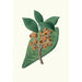Reproduktion av målningen av Quercus grandifolia magnoliaträd med stora blad - Aylmer Bourke Lambert