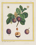 Prunus domestica - B. Michel — vy av konstverket