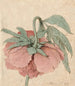 Pivoine - Barend Hendrik Thier — vy av konstverket