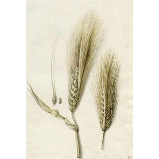 Barend Hendrik Thier - Rijpe gerst.webp