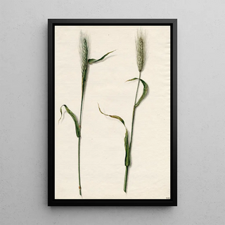 Barend Hendrik Thier - Rogge.webp
