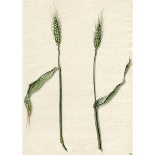 Barend Hendrik Thier - Tarwe.webp