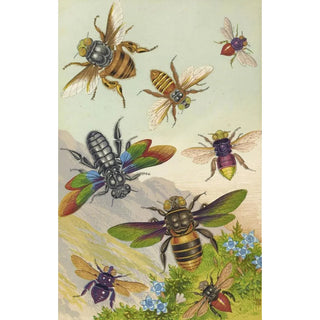 Barret And Sons - Beautiful Exotic Bees.webp