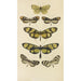 Papillons d'Amérique du Sud - Barret et Fils — vy av konstverket