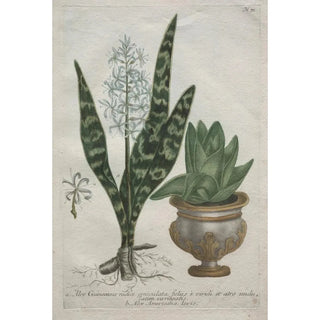 Bartholomaus Seutter - Aloes.webp