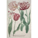 Reproduktion av målningen Tulipes - Bartholomäus Seutter