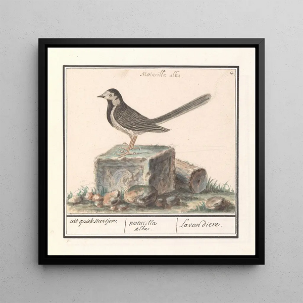 Bergeronnette grise Motacilla alba - Anselmus Botius de Boodt