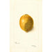 Citrus limon - Bertha Heiges — vy av konstverket