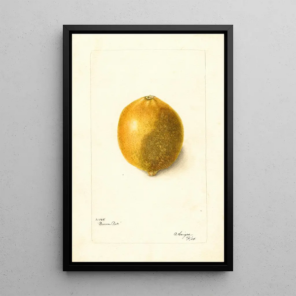 Bertha Heiges - Citrus limon.webp