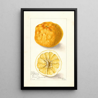 Bertha Heiges - Citrus sinensis Washington Navel.webp