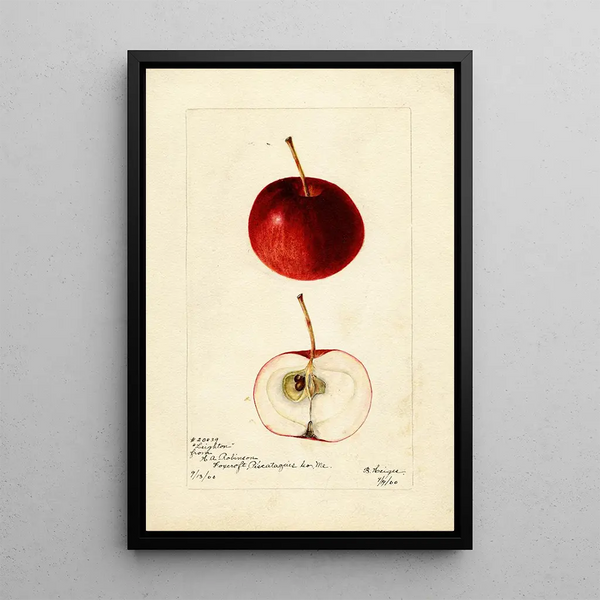 Bertha Heiges - Malus domestica Leighton.webp