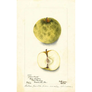 Bertha Heiges - Malus domestica Yellow Forest.webp