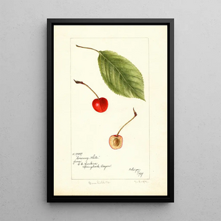 Bertha Heiges - Prunus avium Socsany White.webp