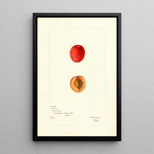 Bertha Heiges - Prunus domestica Jones.webp