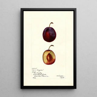 Bertha Heiges - Prunus domestica Niagara.webp