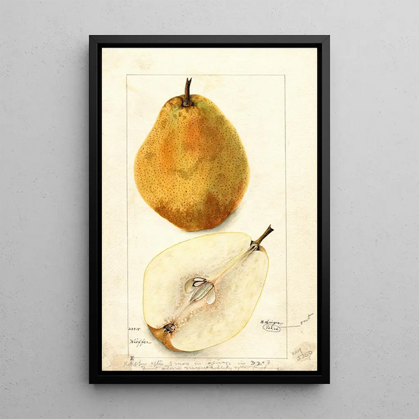 Reproduktion av målningen Pyrus communis Kieffer - Bertha Heiges