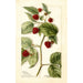 Rubus Cuthbert - Bertha Heiges — vy av konstverket