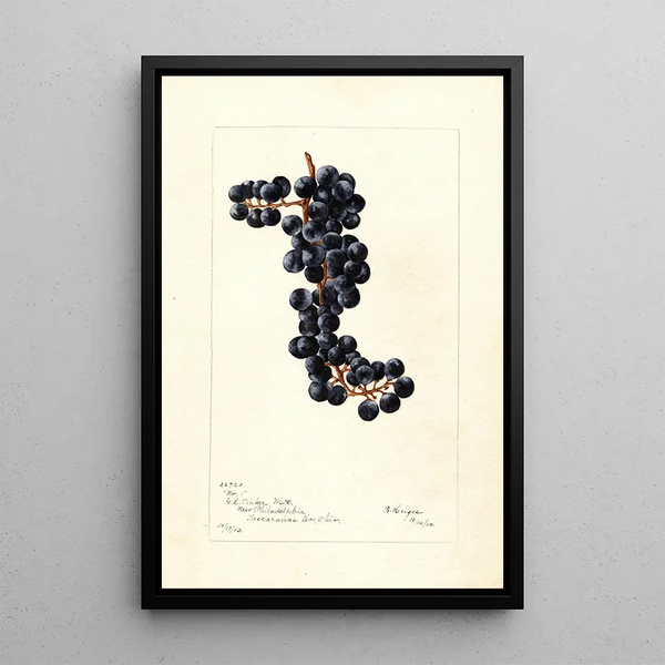 Reproduktion av målningen Vitis No - Bertha Heiges