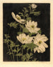 Anemoner - Bertha Jaques — vy av konstverket