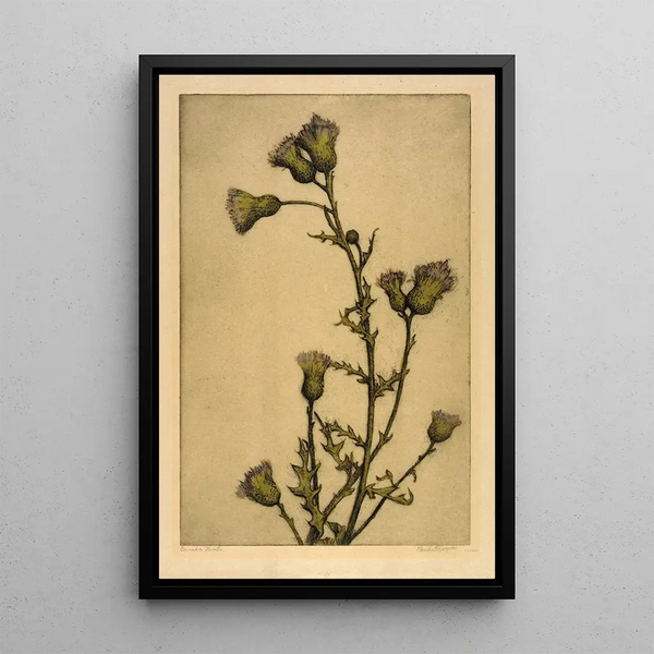 Bertha Jaques - Canada Thistle.webp