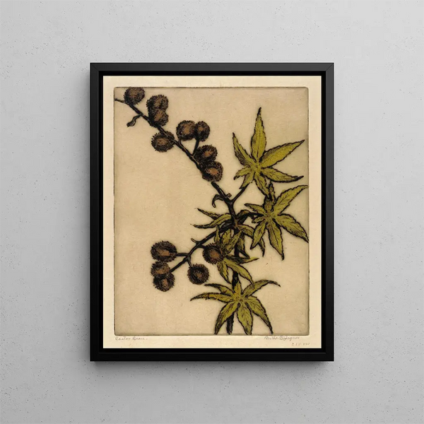 Bertha Jaques - Castor Bean.webp