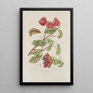 Berthe Hoola van Nooten - Fleurs fruits et feuillages choisis de lille de Java Pl11.webp