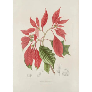Berthe Hoola van Nooten - Fleurs fruits et feuillages choisis de lille de Java Pl17.webp
