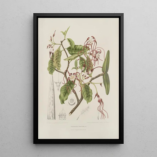 Berthe Hoola van Nooten - Fleurs fruits et feuillages choisis de lille de Java Pl25.webp
