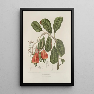 Berthe Hoola van Nooten - Fleurs fruits et feuillages choisis de lille de Java Pl27.webp