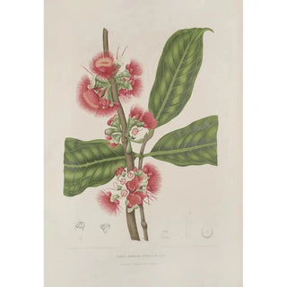 Berthe Hoola van Nooten - Fleurs fruits et feuillages choisis de lille de Java Pl29.webp