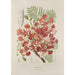 Reproduktion av målningen Blommor, frukter och bladval från Javaön Pl37 - Berthe Hoola van Nooten