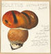 Boletus ustulatus Paulet 3 - Hans Walty — vy av konstverket