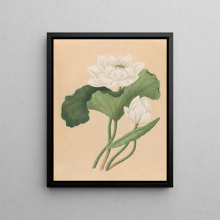 British 19th Century - East Indian Lotus Nelumbo nucifera.webp
