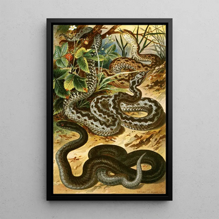 Bruno Drigen - Vipera berus.webp