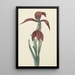 Reproduktion av målningen Amaryllis Formosissima - CJ Kruimel