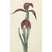 Reproduktion av målningen Amaryllis Formosissima - CJ Kruimel