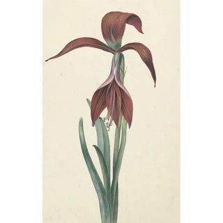 CJ Kruimel - Amaryllis Formosissima.webp