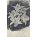 Lys blancs - Carel Adolph Lion Cachet — vy av konstverket
