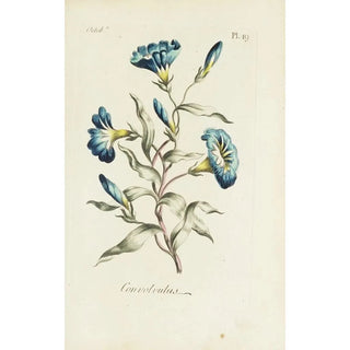 Carington Bowles - Convolvulus.webp