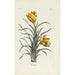 Reproduktion av målningen Crocus - Carington Bowles