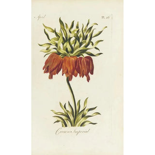 Carington Bowles - Crown imperial.webp