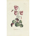 Cyclamen - Carington Bowles — vy av konstverket