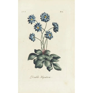 Carington Bowles - Double Hepatica.webp