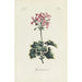 Reproduktion av målningen Geranium - Carington Bowles