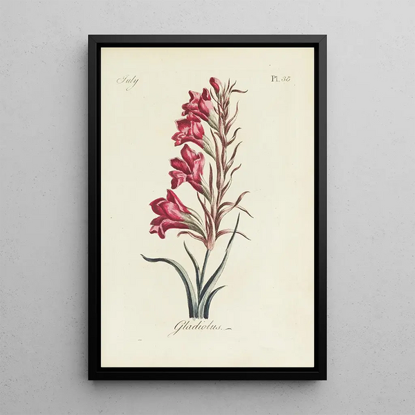 Carington Bowles - Gladiolus.webp