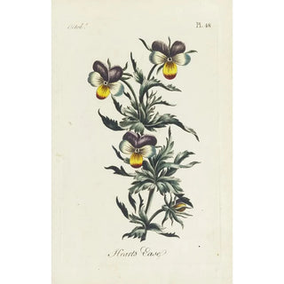 Carington Bowles - Hearts ease.webp