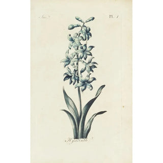Carington Bowles - Hyacinth.webp