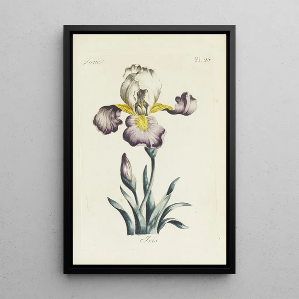 Reproduktion av målningen Iris - Carington Bowles