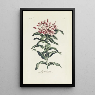 Carington Bowles - Lychnidea.webp